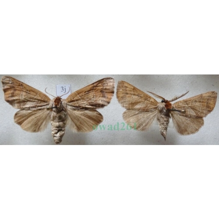 Clostera anastomosis (Linnaeus, 1758) pair Wzjeżka wieszczyca Czech3j